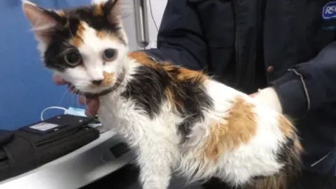 RSPCA An underweight white, black and tan cat is being held by an RSPCA staff member.