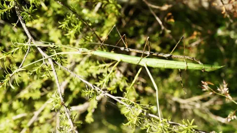 Steve Trewick Clitarchus hookeri