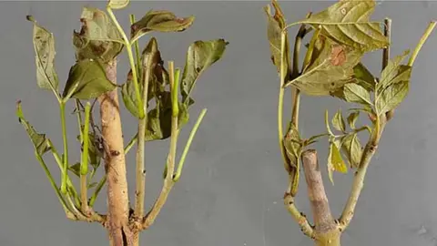 Forestry Commission Examples of ash dieback (Image: Forestry Commission)