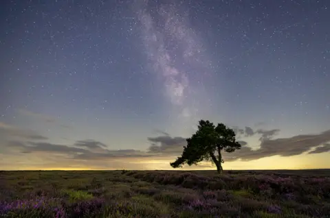 BBC Weather Watchers / Chris Baldock Hundreds of stars can be seen in the sky just before dawn breaks. A tree is seen in silhouette.