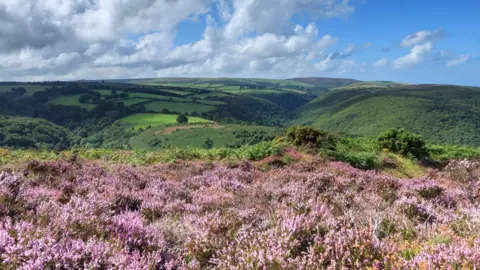 National Trust Heather in bloom on Holnicote