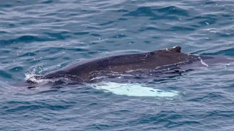 A minke whale swims in water off the Isles of Scilly coast. Part of the animal's back is above the water. One of its fins is visible under the white.