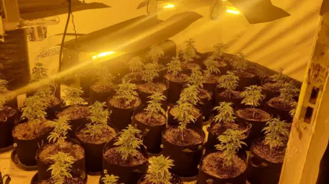 West Midlands Police Rows of cannabis plants in black plastic tubs in a room. There is a dark yellow glow coming from a lamp