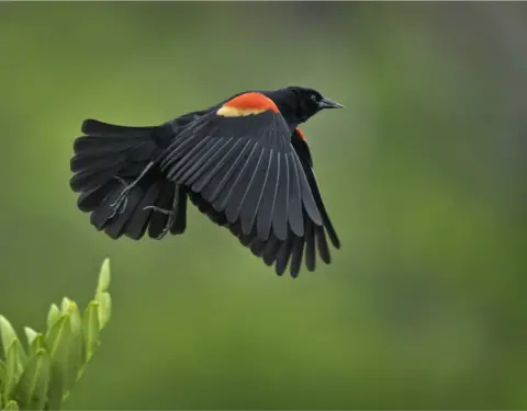 Getty Images Red-Winged Blackbird