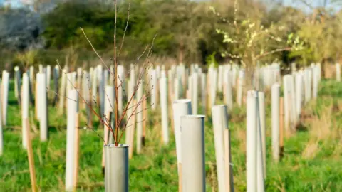 Getty Images A line of trees have been planted on a green field.