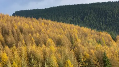 Getty Images Larch tree plantation