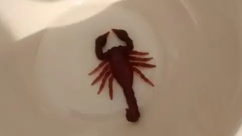 RSPCA Rubber scorpion
