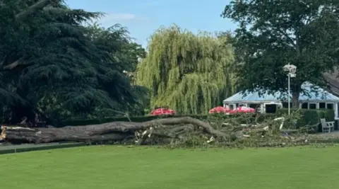 Part of a large tree can be seen on a bowling green at Victoria Park, Leamington Spa.