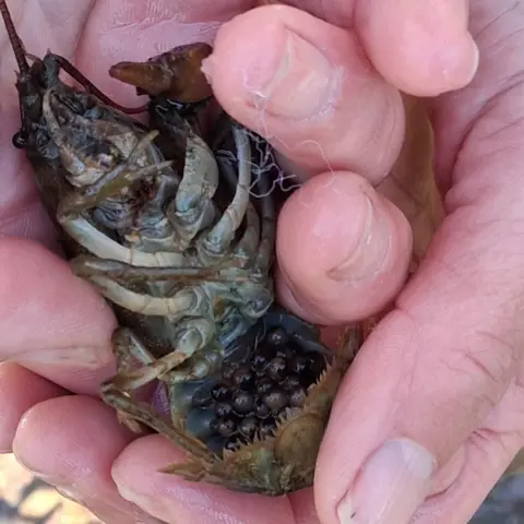 Nick Mott A crayfish underbelly with eggs under the tail