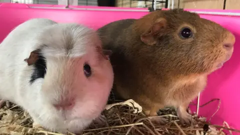 NANNA Two guinea pigs