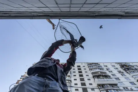 Thomas Machowicz Handling a bird in a net