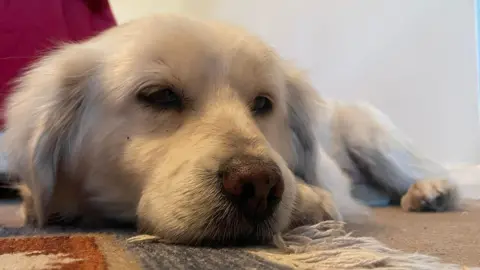 Seth lying down with his head resting on a rug. He has white fur and is very fluffy with dark brown eyes and a dark brown nose.