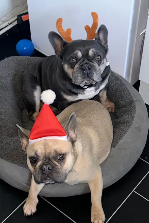 Sherianne Wood Two French bulldogs are sitting on a dog bed, wearing a Santa hat and reindeer antlers