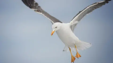 A gull in flight. The bird is looking down towards the ground.