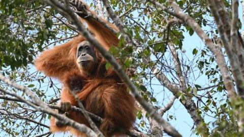 Devastation in Sumatra: Did Cyclone Senyar Claim the World's Rarest Ape?