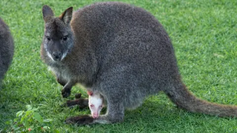 An albino wallaby inside its mother's pouch. The wallaby has pink eyes, pink ears and white fur. Its mother has brown and grey fur. There is grass in the background. The back of another wallaby is to left.