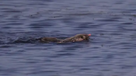 A mole swimming through the water, with its head poking above the surface
