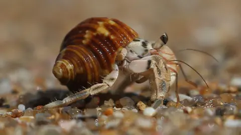 A small hermit crab walks along a beach