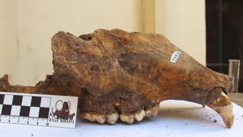 R. Kowalczyk Cave bear skull from the Natural History Museum in Belgrade, Serbia