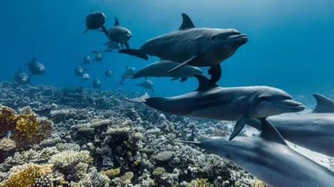 Silverback and Open Planet Studios A pod of dolphins swim over a coral reef with blue sea behind them.