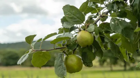 North East Autism Society Close up shot of green apples on an apple tree