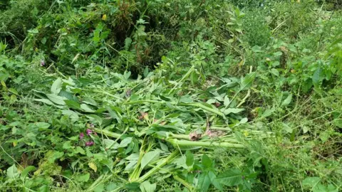 Friends of Brislington Brook A heap of Himalayan Balsam
