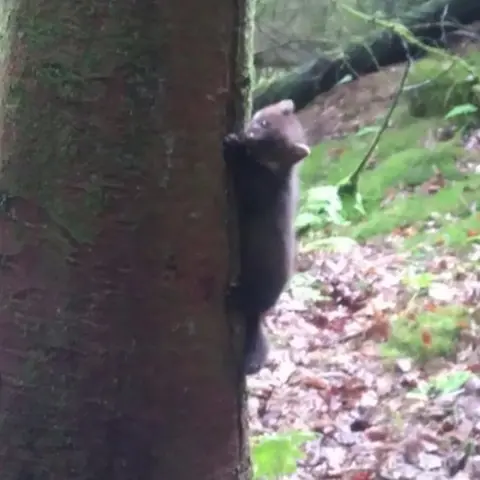 Vincent Wildlife Trust Kit climbing tree