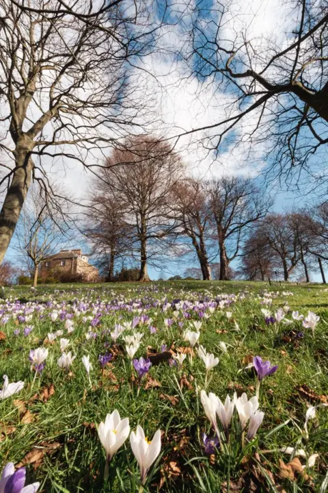 Robert Dailey A field of purple and white crocuses blooming beneath tall, leafless trees on a bright day, with a stone building partly visible on the left.