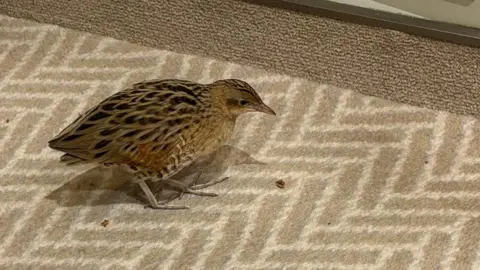 Little brown bird on cream and pale brown herringbone patterned carpet.
