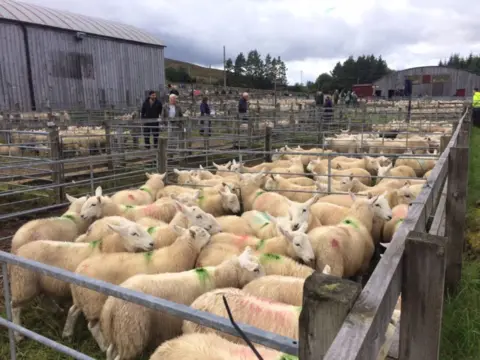BBC Naidheachdan Lairg sheep sales