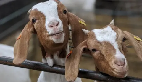 Cronkshaw Fold Farm Goats Sebastian and Lulu