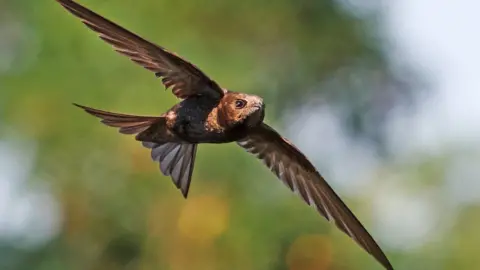 Getty Images Swift