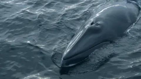 Science Photo Library Minke whale