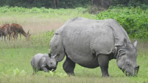 Ishwor Joshi A rhino grazes with a young rhino calf alongside her