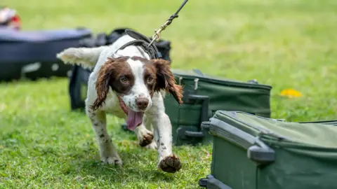 Paul Joynson-Hicks A springer spaniel on a lead walking past luggage, which has laid out on the grass, during training in Arusha, Tanzania