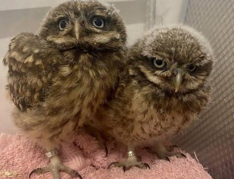 Fluffy, brown speckled little owls aged about four weeks old standing together