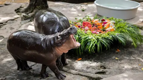Getty Images Moo Deng, a small brown pygmy hippo stands in front of another hippo with her mouth open wide. Next to her is an arrangement of fruits and vegetables,
