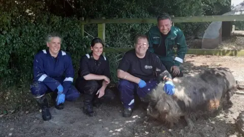 HIWFRS Three animal rescue firefighters crouch down next to a large hairy pig