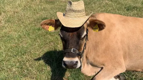 Clare is a brown Jersey cow and she is lying on grass in the sunshine and wearing a cowboy hat. Her ears have yellow tags in them and she is wearing a bridle.