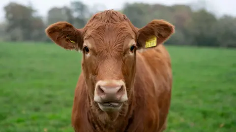 Getty Images An auburn haired cow is looking into the screen. A yellow tag is on its ears. A field is in the background.