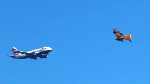 A British Airways jet and a bird of prey in a blue sky. The perspective makes them look almost the same size and on a collision course. 