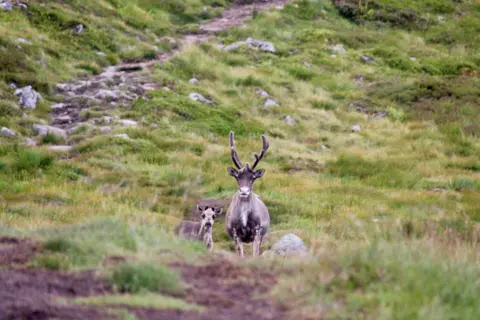 Polly Turner A baby reindeer and its mother standing amongst grassy land, on a hiking trail. 