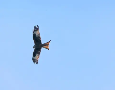 BBC Weather Watchers/AmandaBarbaraHelen A bird of prey with a large wingspan can be seen against a blue sky.