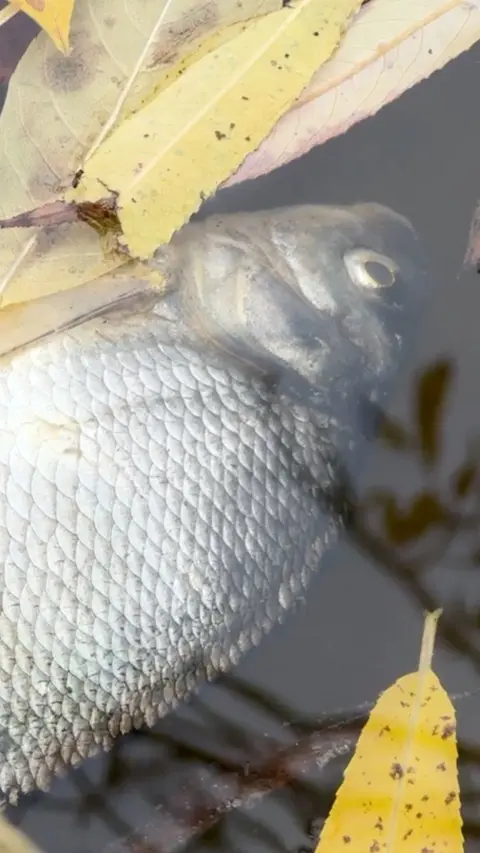 A dead fish underwater.