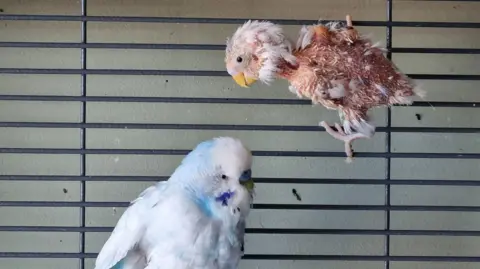 A budgie with no feathers grips onto the side bars of a bird cage. Another budgie, who has feathers which are blue and white is underneath the naked budgie.