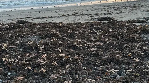 Hannah Foster Pink starfish lie among seaweed on a beach