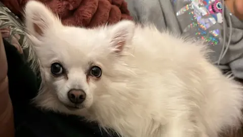 Suki is a small dog with white fluffy fur. She is looking towards the camera with her head on a cushion