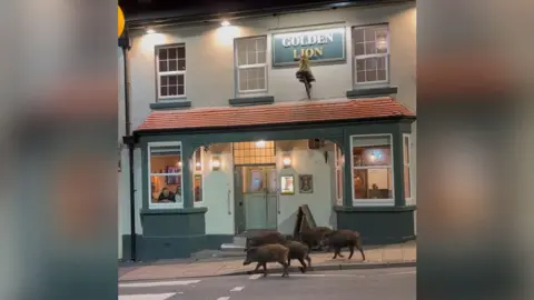 Group of wild boar strolling down the road outside big, green pub named the Golden Lion