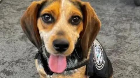 A beagle is seen wearing a U.S. Customs and Border Protection uniform. His tongue is sticking out.