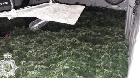 Dyfed Powys Police A picture of a cannabis farm with a dozens of green plants at bottom, and a large lamp hanging above